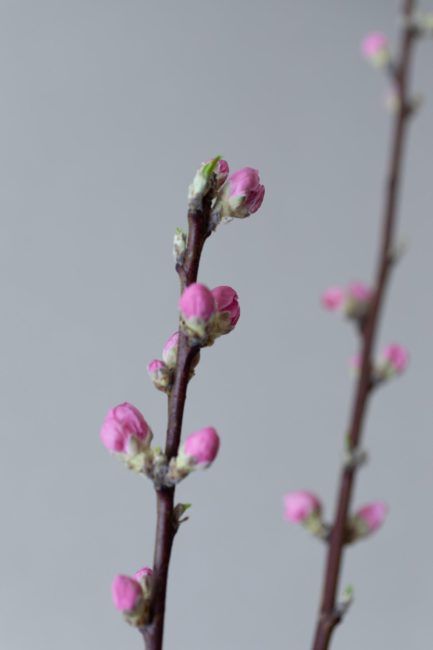 上巳の節句 桃の節句 女性らしくいける桃のいけばな 嵯峨御流 はじめましょう 花であそぶ節句 Vol 1 着物 和 京都に関する情報ならきものと