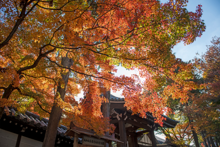 東福寺周辺の紅葉が綺麗な定番観光地3選！着物を着て巡りたい