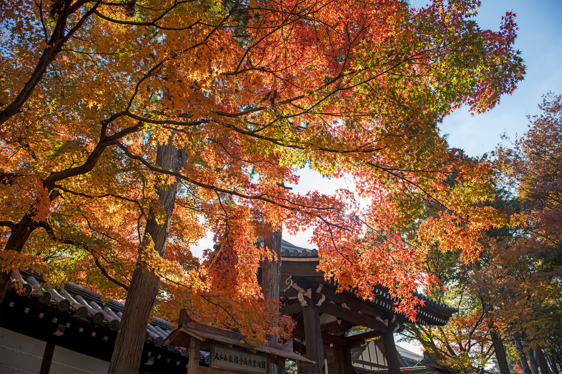 東福寺周辺の紅葉が綺麗な定番観光地3選！着物を着て巡りたいおすすめ
