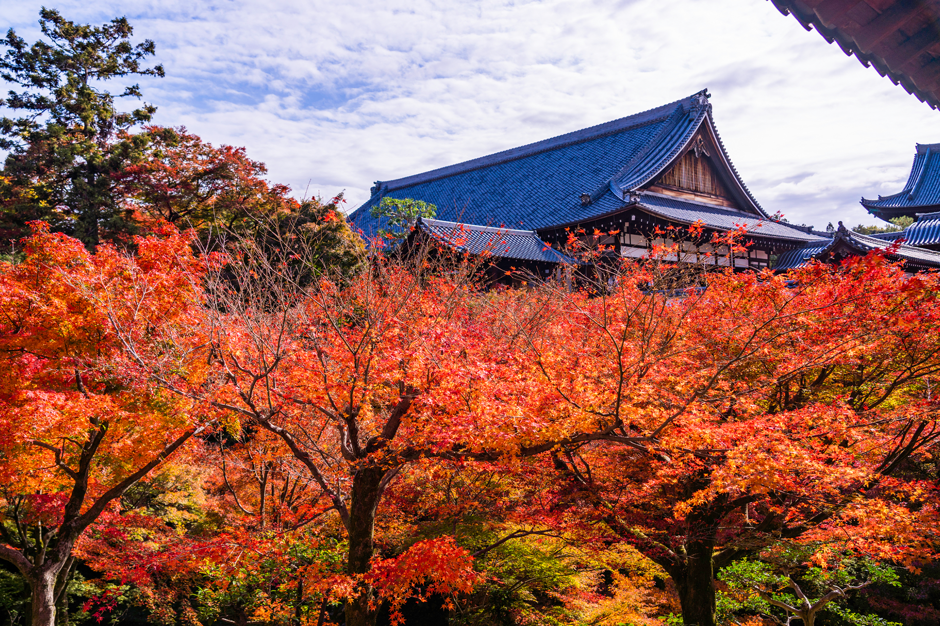東福寺周辺の紅葉が綺麗な定番観光地3選！着物を着て巡りたいおすすめ