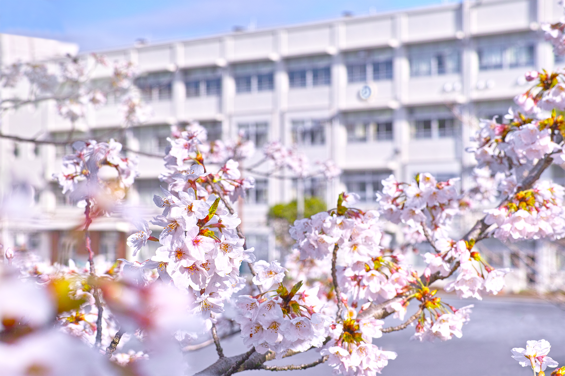 着物 【ガード加工済み】袋帯 桜 春さくらの帯 ピンク - 帯